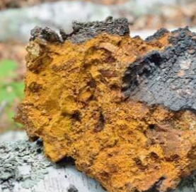 Chaga Mushroom